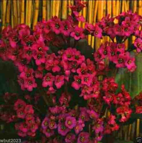 Bergenia Semi Red Aka Cuore Foglia Bergenia Pig Squeak, Rustiche a Zona 3