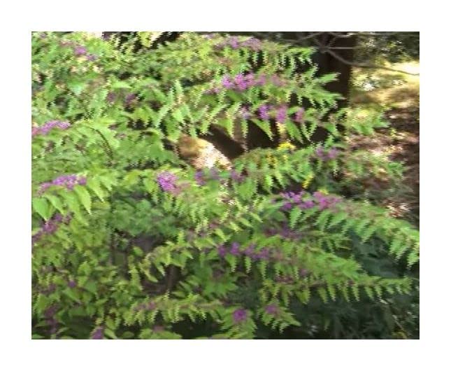 Stk - 10x Callicarpa dichotoma Purpur Schönfrucht Garten Pflanzen - Samen B197 - Seeds Plants Shop Samenbank Pfullingen Patrik Ipsa - Image 7