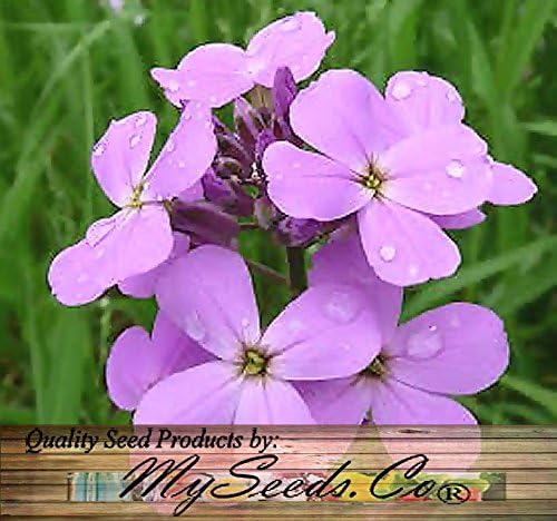Miniatura 6 de Big Pack - Semillas de cohete de Dama (40,000 semillas) - Hesperis matronalis aka Queen's Gilliflower - Semillas de flores comestibles (paquete