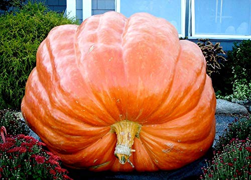 Giant Pumpkin Titan 10 Seeds For Planting Large Oversized Squash Gourd Non-Gmo #TOP4