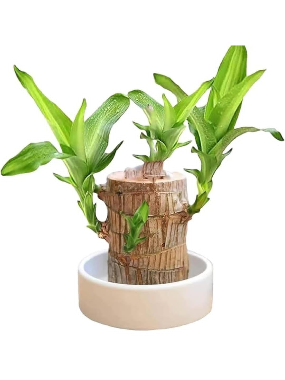 MEENAMART.COM Lucky Brazilian Wood Potted Plant, Healthy Indoor Live Lucky,Good Luck Plant, Healthy,Feng Shui Plant(Wood Plant,Without Pot) (B0DG93CT71) Amazon Price History, Amazon Price Tracker