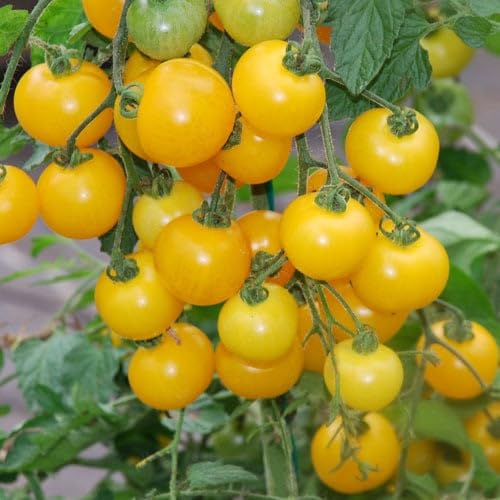 Plant World Seeds - Tomato Tumbling Tom Junior Yellow Seeds (Tomato Seeds)