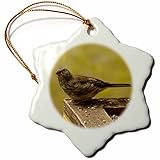 3dRose Young Junco at The Bird Feeder-Snowflake Ornament, Porcelain, 3-inch (ORN_28568_1), 3'
