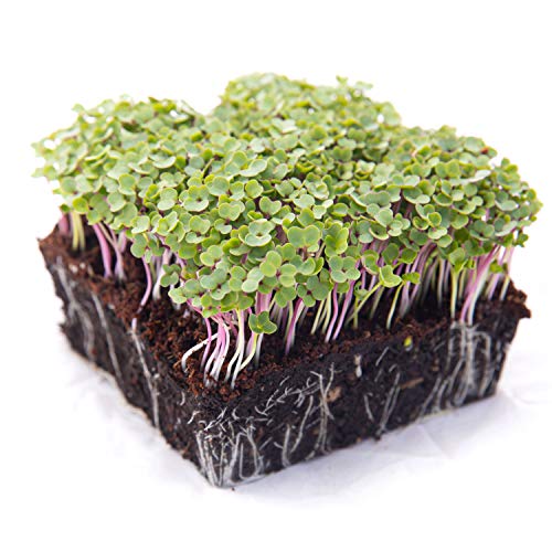 How To Grow Kale Microgreens (7 Easy Steps!)