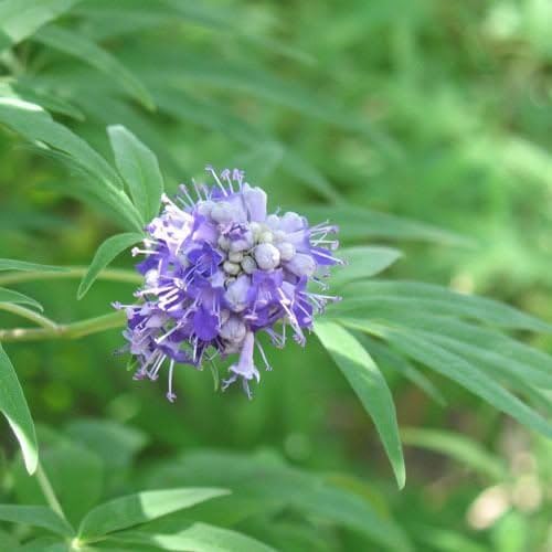 Miniatura 4 de 25 CHASTE BERRY TRE Vitex Agnus Castus Monk's Pepper Flower SeedsComb SH