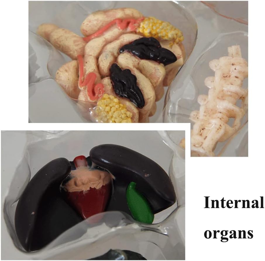 竜のモデル？人間と共存 太古の大型ワニ、有史以降も中国に 名大チーム 骨の標本調査 - 日本経済新聞 モデル教育モデル標準ワニ解剖モデル26個のコンポーネント爬虫類生物学教育モデルパズル組み立て補助教材