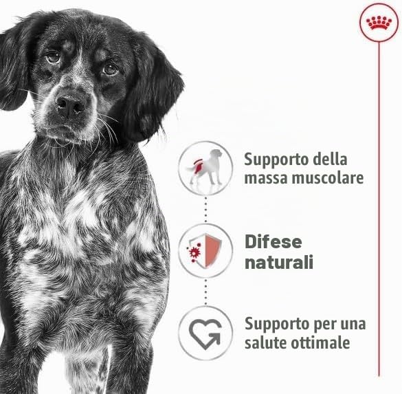 royal canin medium adult kg 12