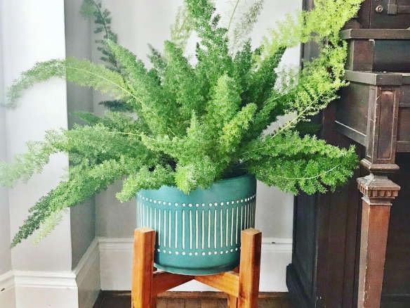 Asparagus densiflorus Myersii - Foxtail Fern - Evergreen- Easy Care in 12cm Pot