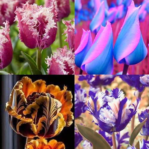 Tulip Bulbs for Planting Now UK Ornamental Perennial Excellent Display Plant Bulbs Greening Flower Good for Containers Natural Organic Easy Plant Perennial Unique-5Bulbs-C