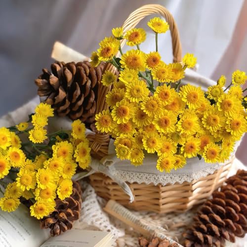 semillas de margarita - resistentes para el jardín de margarita para resistentes en macizo con orgánicas decorativas balcón 1500pcs