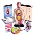 Miniland- Juego Profesional de Torso Humano (99113)