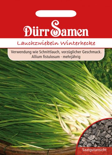 Preisvergleich Produktbild Dürr Samen 0199 Lauchzwiebel Winterhecke (Lauchzwiebelnsamen)