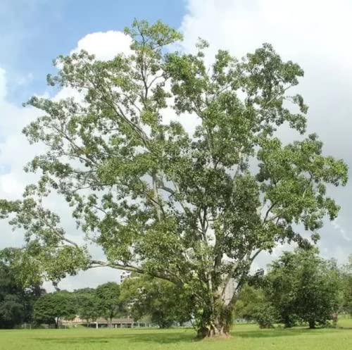 Chuxay Garden 30 Seeds Ficus Religiosa Seed,Sacred Fig,Bodhi Tree,Pippala,Peepal,Pipal Tree Large Deciduous State Tree Symbol Of Happiness Spectacular Garden Plants #TOP1