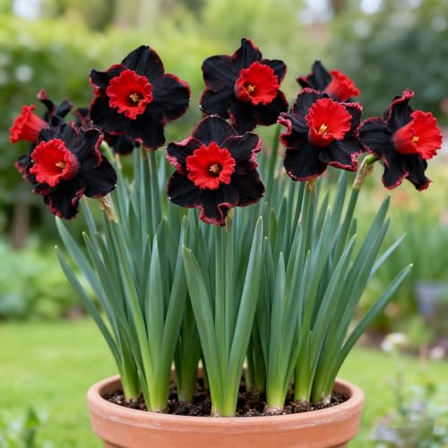 Narcissus Bulbs UK/Daffodil Bulbs for Planting Now/Suitable for Garden Plants/Landscape Design/Indoor and Outdoor Potted Plants-2 Bulbs-J