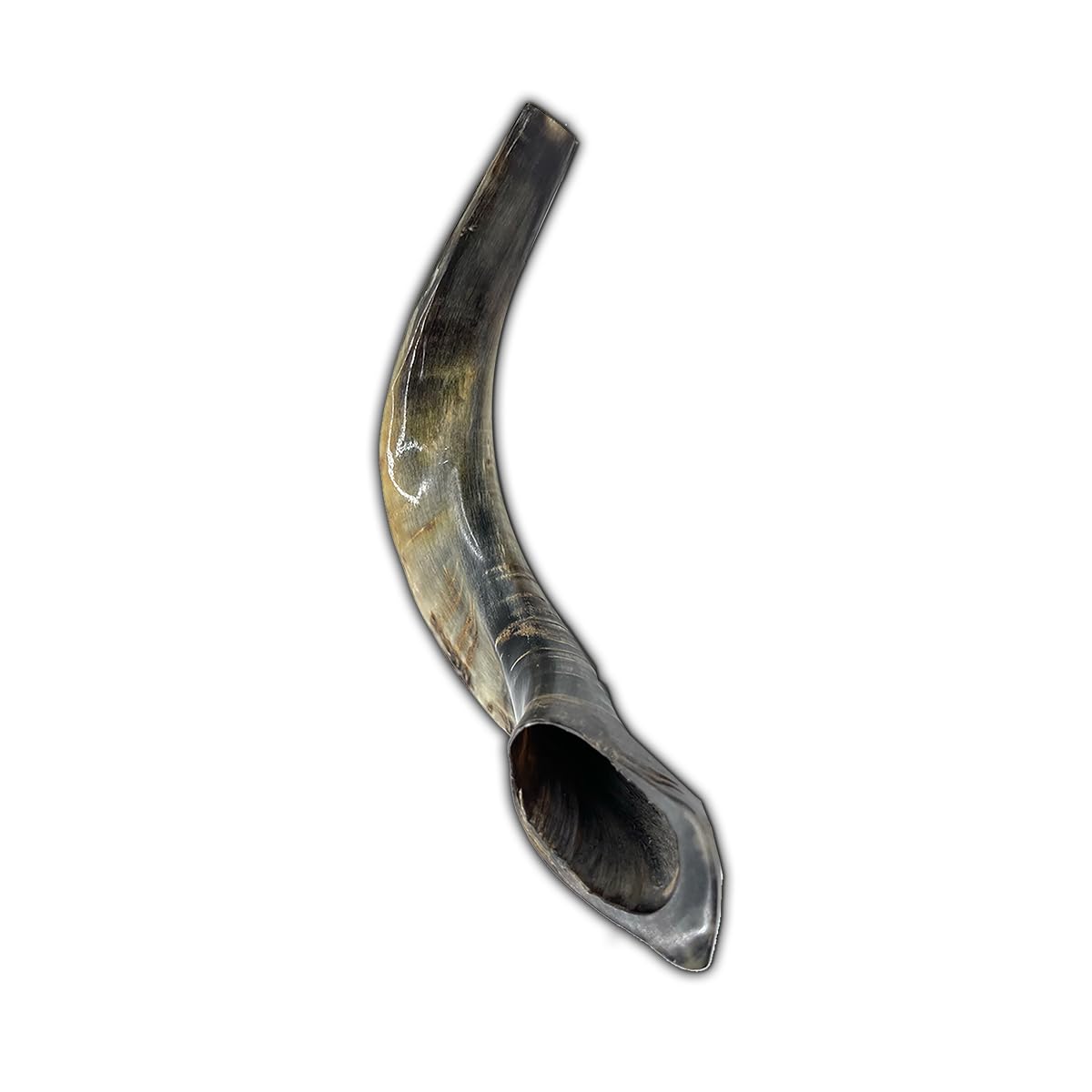 Kosher Shofar # 5 With acrylic Stand. 11 inch