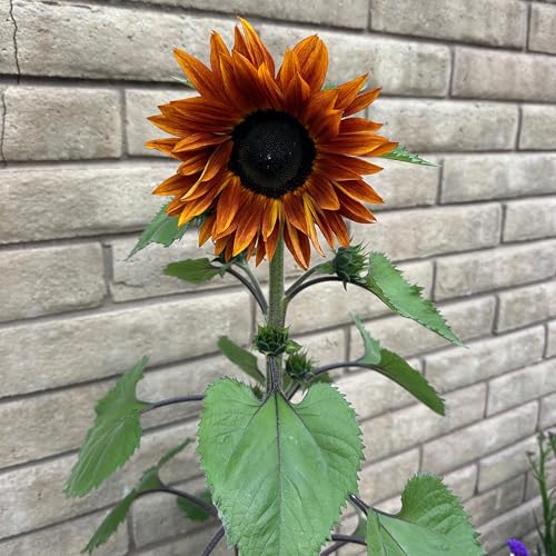 Affirmations for Embracing the Present Moment