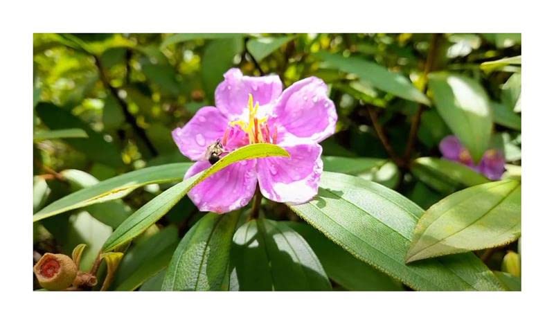 Stk - 30x Melastoma malabathricum Melastoma denticulatum Garten Pflanzen Samen ID1438 - Seeds Plants Shop Samenbank Pfullingen Patrik Ipsa - Image 4
