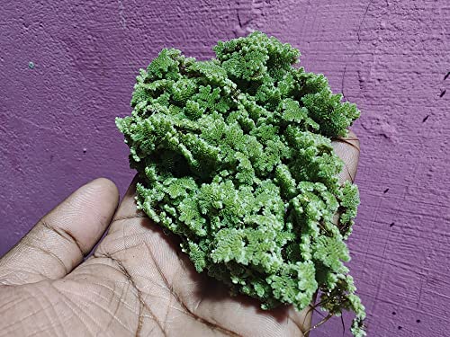 Azolla live plant caroliniana aquatic floating plant