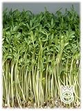 Ciclo vegetativo:30/40 días Berro común 8g Lepidium sativum Aromatizantes Semillas Semillas Hortalizas Huerto