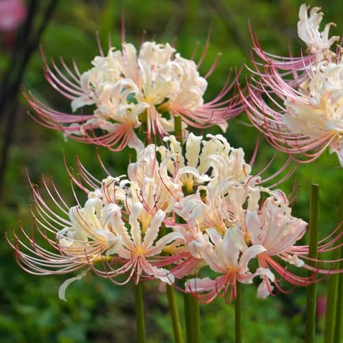 bulbi di giglio ragno - lycoris radiata - trice, primaverili rossa, balcone resistenti per il giardino, 10pcs