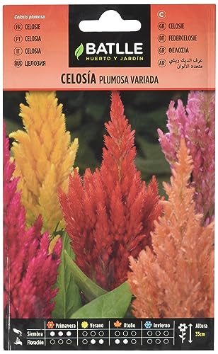 Semillas Batlle Celosia PLUMOSA variada
