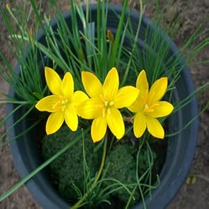 Cetechondra 739738 Sparaxis Blumensamen Gelb 100 Stück