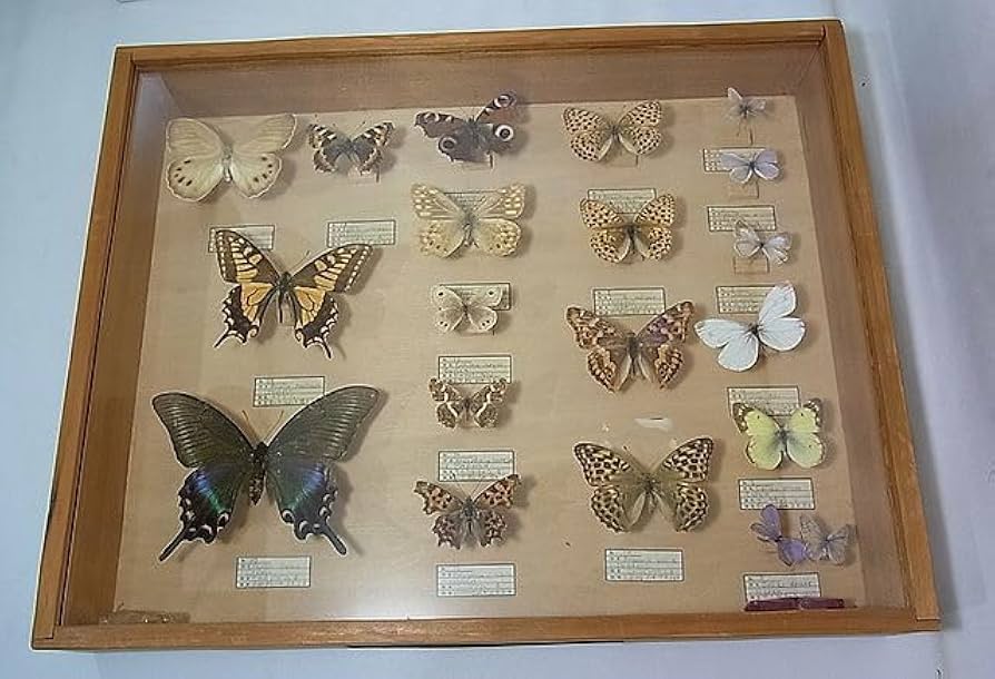 【蝶標本】北海道　7種類 蝶標本】北海道 7種類 - メルカリ