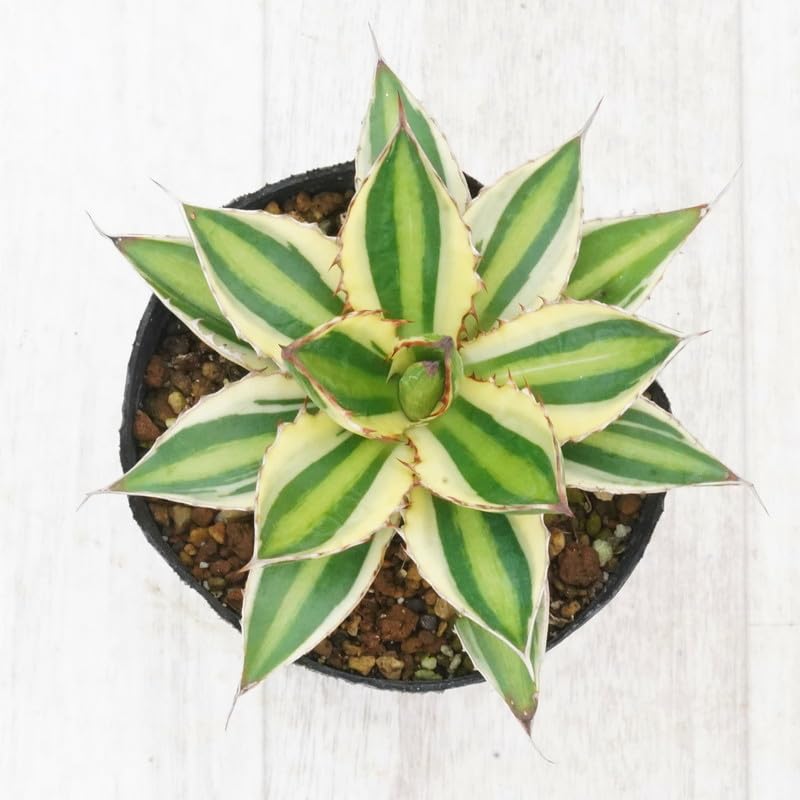 アガベ 五色万代 60cm強 現地株 ロファンサクアドリ 国内最大級 アガベ 五色万代 60cm強 現地株 ロファンサクアドリ 国内最大級 多肉