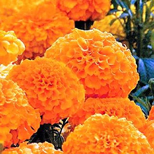 Marigold Inca Orange 30 Seeds Packet For Gardening F1 Hybrid Seeds (B09BG1QRLT) Amazon Price History, Amazon Price Tracker