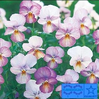 Viola Gem Antique Pink 1,000 Seeds