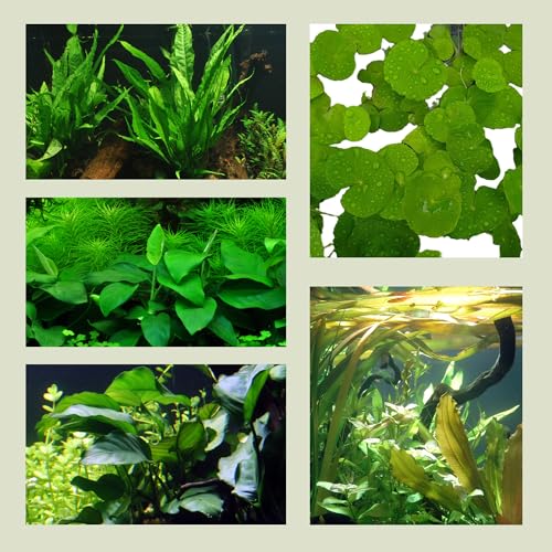 WASSERPFLANZEN WOLFF - 5 Topf Barschsortiment Malawi - hochwertiges und robustes Set, Aquariumpflanzen
