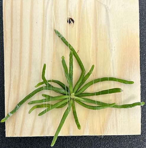 leafless orchid chiloschista segawai pale green or yellow flowers