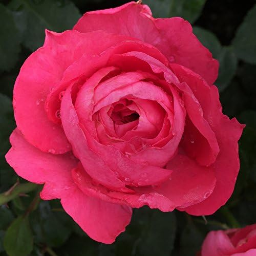 Amazon.com : Heirloom Roses Rose Plant - Tournament of Roses Pink Rose ...