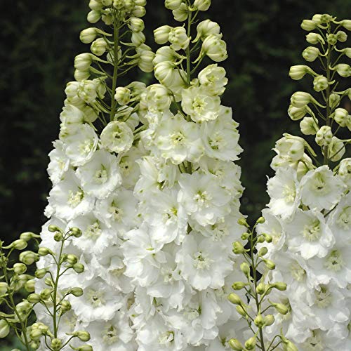 Raise Me Up: Seeds Guardia White Giant Larkspur Delphinium Annual Flowers #TOP5