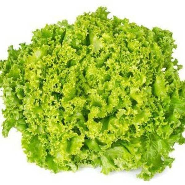 DECOREEN Lettuce Lollo Blonde