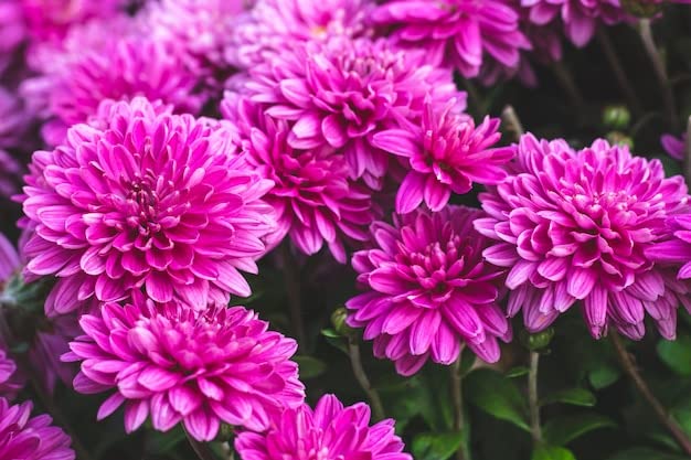 Anuraj farms purple/pink chrysanthemum flower, purple shamanthi flower, chamamanthi puvvu,shevanti flower live plant (B0BF4DQQ8S) Amazon Price History, Amazon Price Tracker