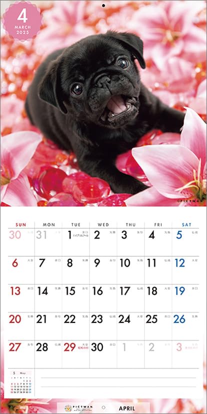 パグちゃん Kazu&4pugs (@kazu.8989) · Instagram photos and videos