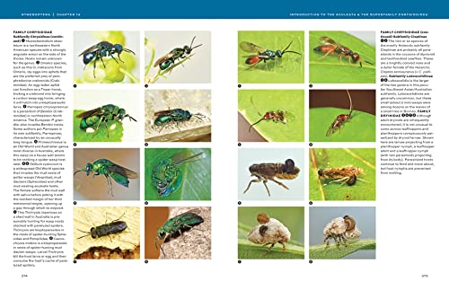 Hymenoptera: The Natural History and Diversity of Wasps, Bees and Ants - Image 5