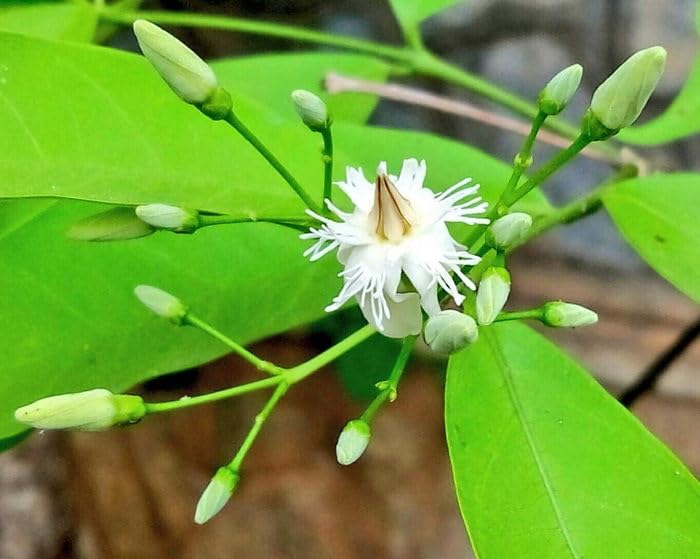 OhhSome Pala Indigo: Wrightia Tinctoria - Herbal Plant With Medicinal Properties Dantha(1 Plant) (B0C7VT321X) Amazon Price History, Amazon Price Tracker
