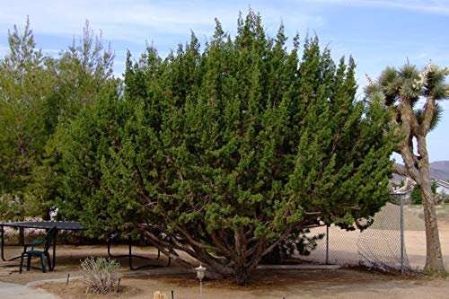 Tecate Cypress | Small Tree Seedling | The Jonsteen Company #TOP2