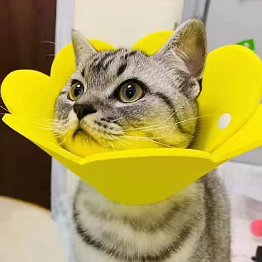 エリザベスカラー 猫 犬 COTOREAL ペット用品 傷口保護 傷舐め防止 Amazon | エリザベスカラー 猫 犬 COTOREAL ペット用品 傷口保護