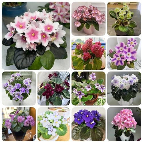 semi di violetta africana, ornamentali, decorazione, selvatici di violetta africana, perenni, decorazione 125pcs