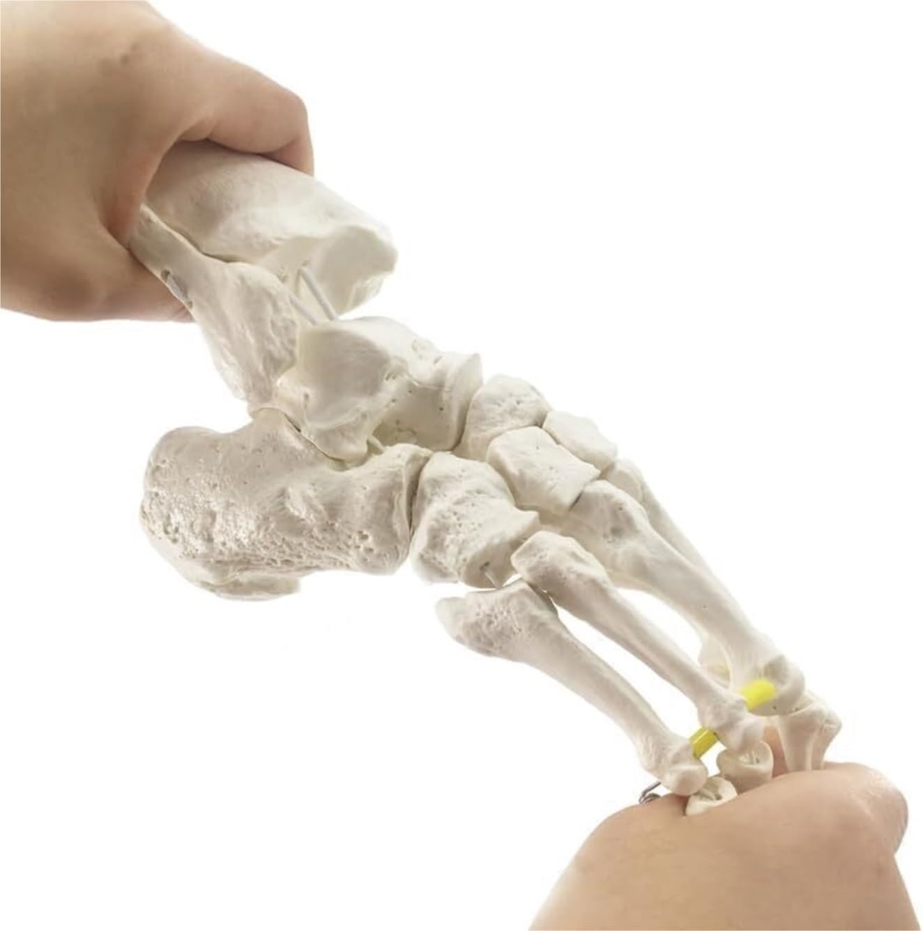 Anatomía De La Educación Cuerpo Humano, Modelo De Hueso del Pie Flexible Y Separado, Ejercicio Articulación Tobillo, Enseñanza Demostración Rehabilitación Muñeca de Anatomía