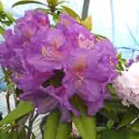 512dtmn6MGL._AC_SY200_QL15_.jpg