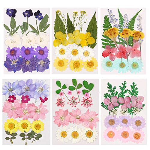 lixuesong 15 peças de enchimento de arte de resina de flores secas real prensado folha de flor DIY m