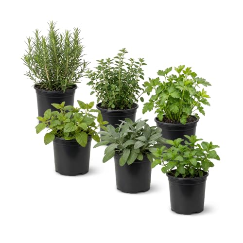 Herb - Grower's Choice Assortment (6 Pack), Live Edible Culinary Herbs | Grower's Choice Assortment, 8' Tall by 4' Wide in 1 Pint Pot