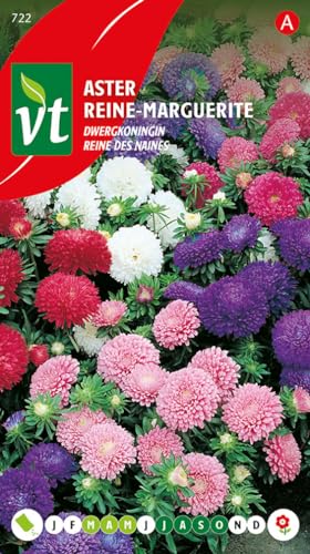 Reine-marguerite Reine des naines Graines - Populaire pour parterres et bordures