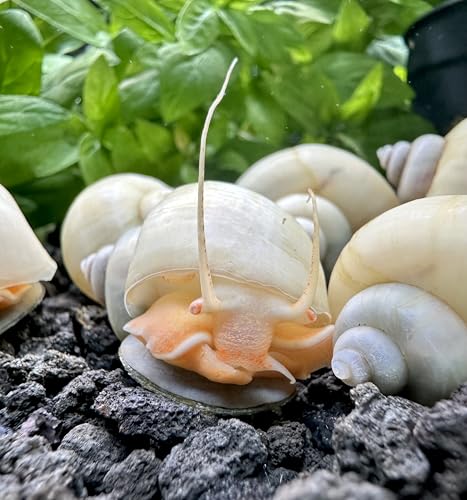 AquaticMotiv&reg; 3-Pack Ivory Mystery Snails (Pomacea Bridgesii) Large - Live Aquarium Freshwater...