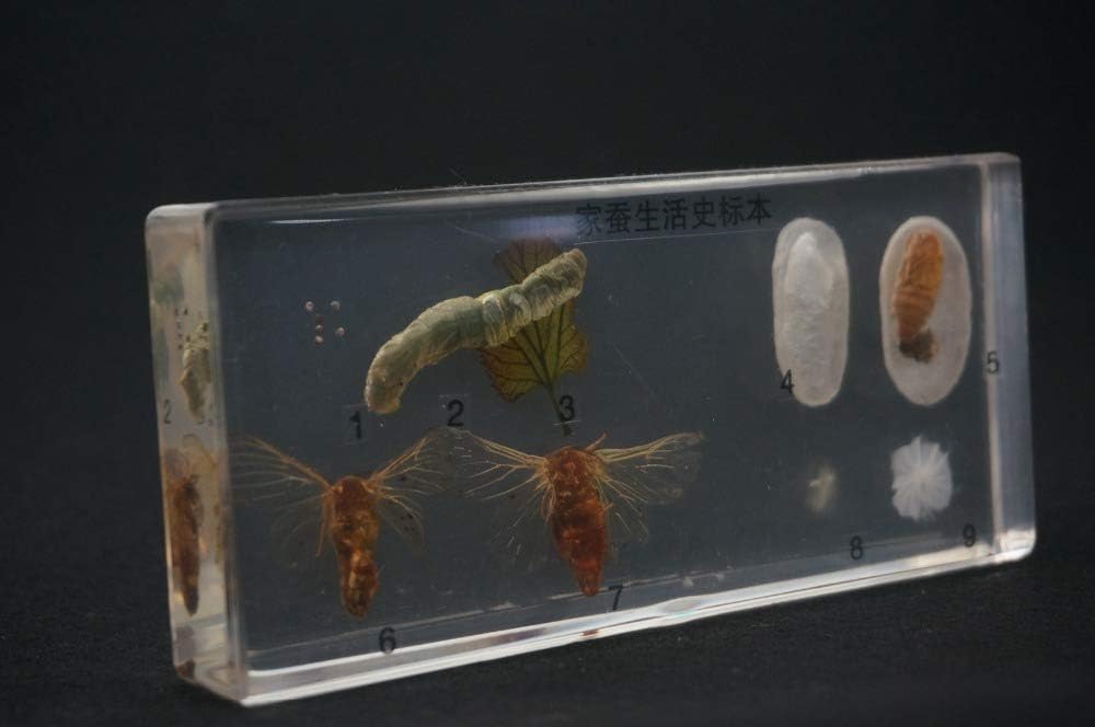 YAOHM Life Cycle Of The Silkworm Specimens In Clear Lucite Educational Equipment