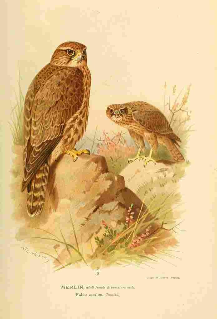 A4 Photo Thorburn Archibald 1885 Merlin Adult female Print Poster